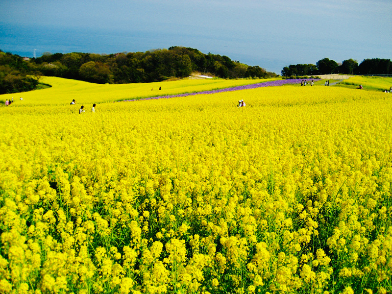 旅館や観光タクシー、観光バスの手配承ります！